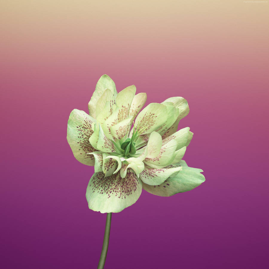 Green Flower Iphone X Amoled Wallpaper