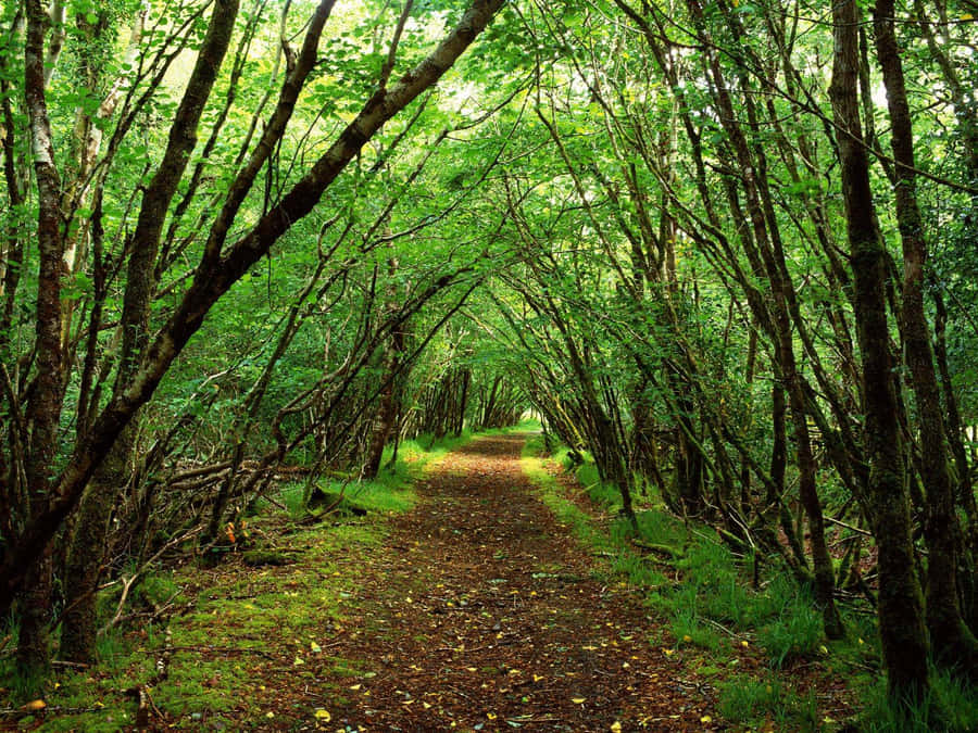 Green Forest With Path Wallpaper