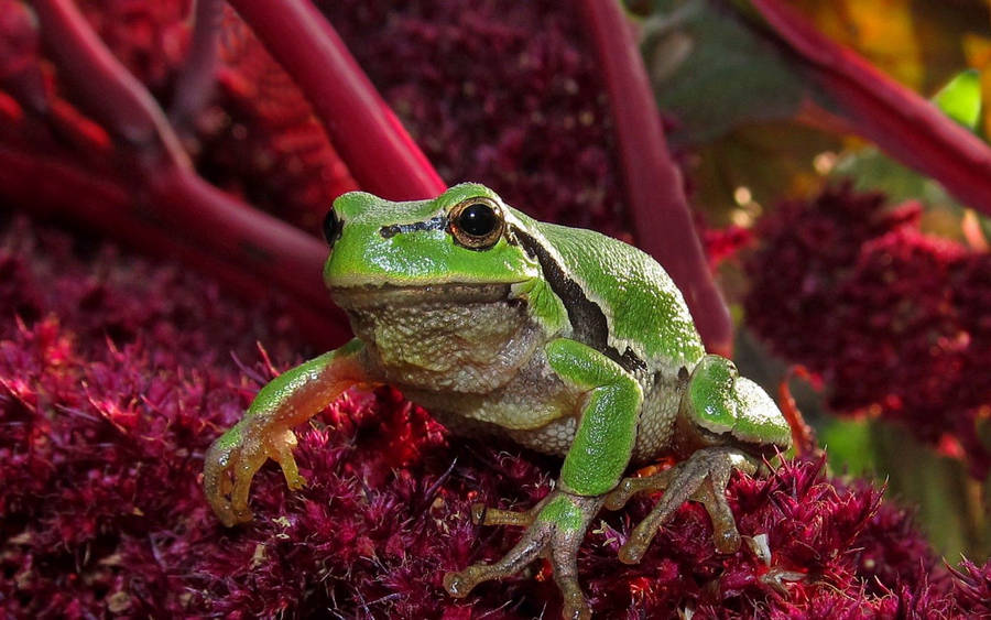 Green Frog On Pink Plant Wallpaper