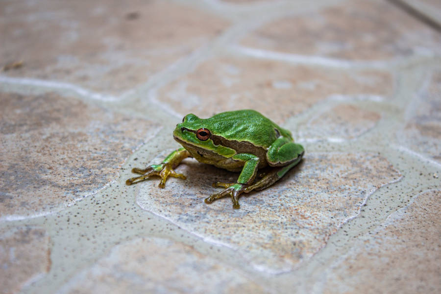 Green Frog On Tiled Floor Wallpaper