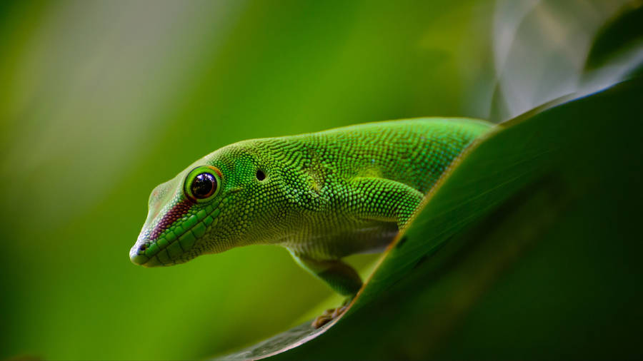 Green Gecko On Green Leaf Wallpaper