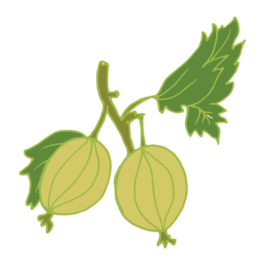 Green Gooseberry Art Drawing Wallpaper