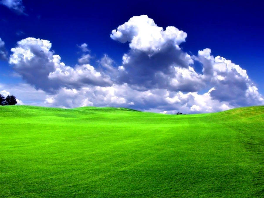 Green Grass Blue Sky Wallpaper
