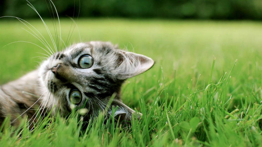 Green Grass Cute Cat Hd Wallpaper