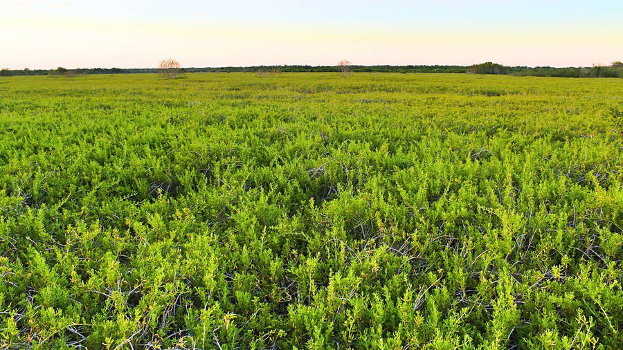 Green Grass Everglades National Park Wallpaper