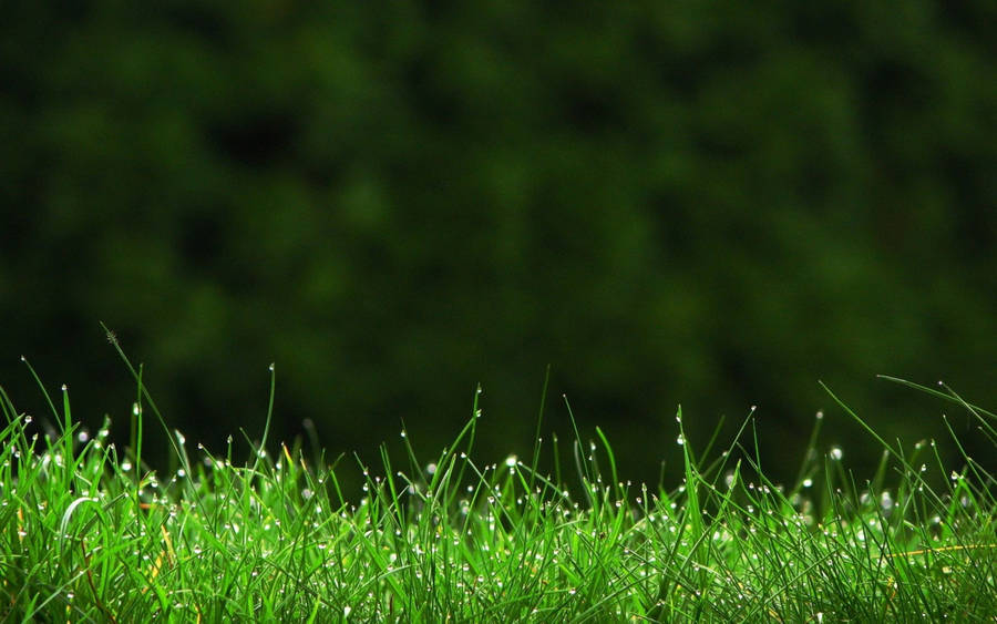 Green Grass Field Dew Wallpaper