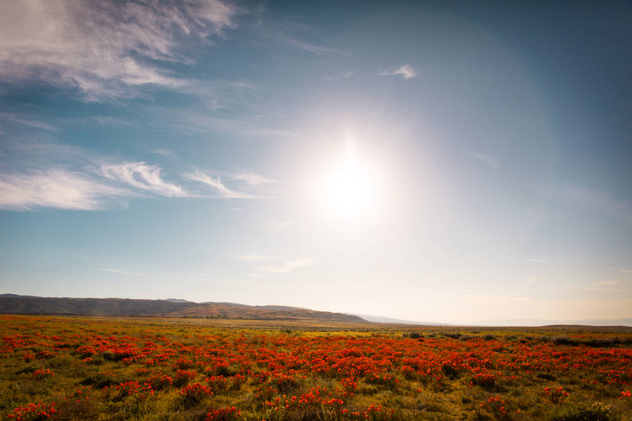 Green Grass Field Under Blue Sky During Daytime Wallpaper