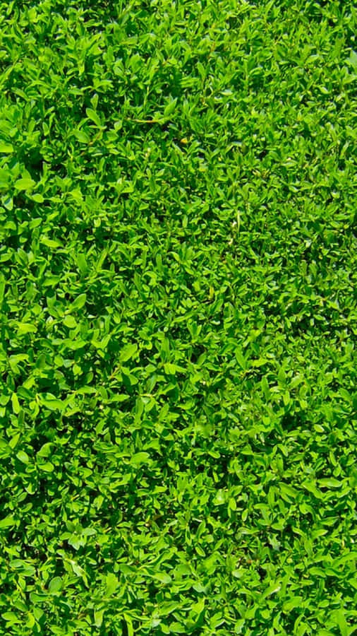 Green Grass Nature Iphone Wallpaper