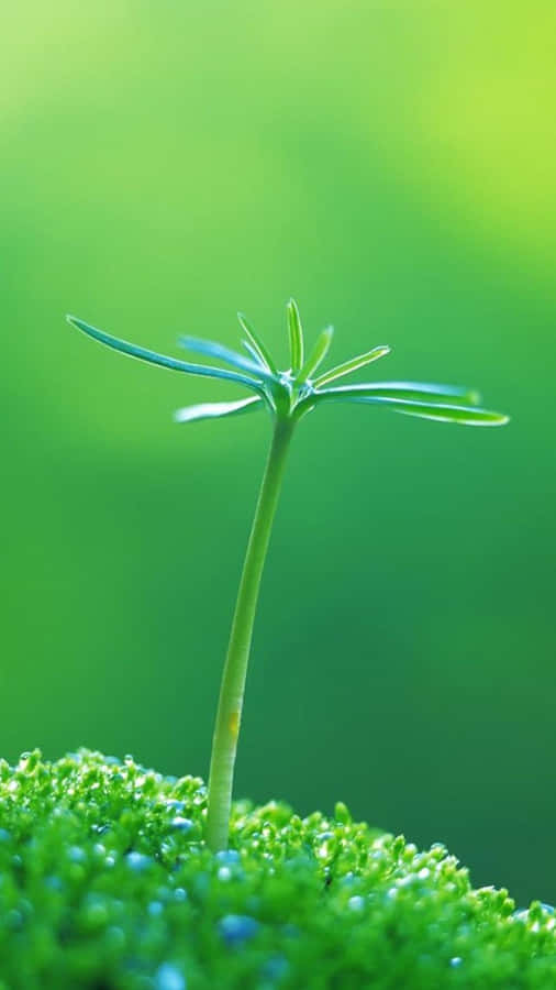 Green Grass Plant Nature Iphone Wallpaper