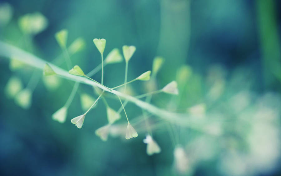 Green Heart Shaped Macro Flower Wallpaper