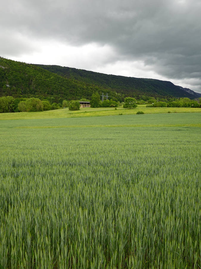 Green Hill And Wheat Barley Field Wallpaper