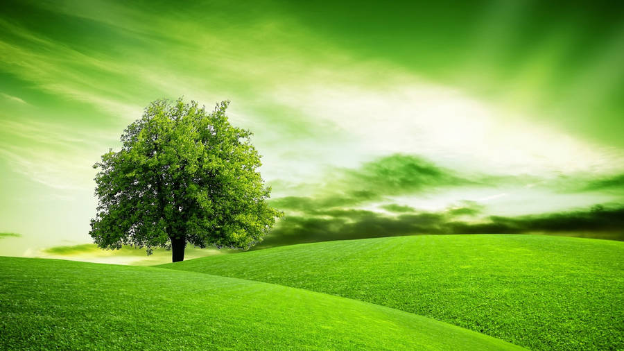 Green Hill Lindens Tree Wallpaper