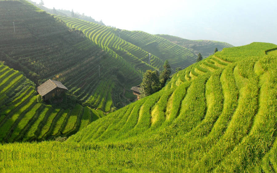 Green Hill Rice Terraces Wallpaper