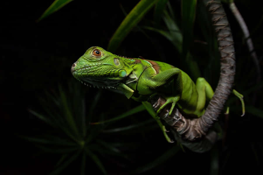 Green Iguana Night Perch Wallpaper