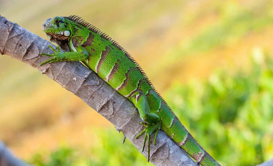 Green Iguana On Branch.jpg Wallpaper