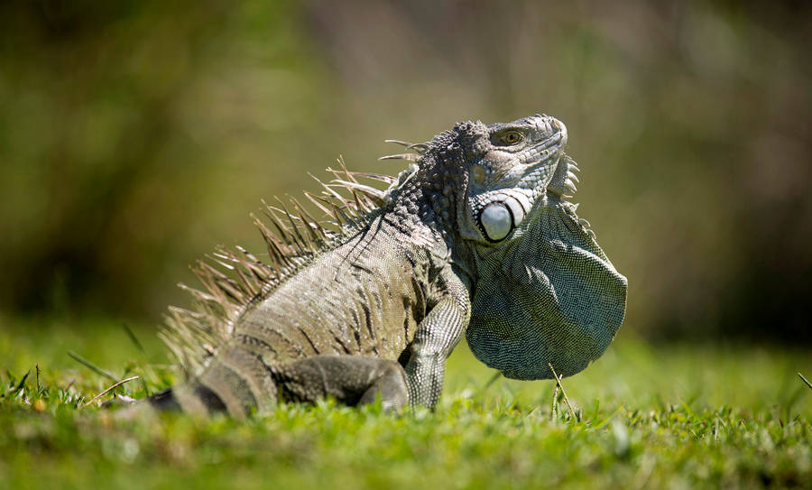 Green Iguana On Grass Wallpaper