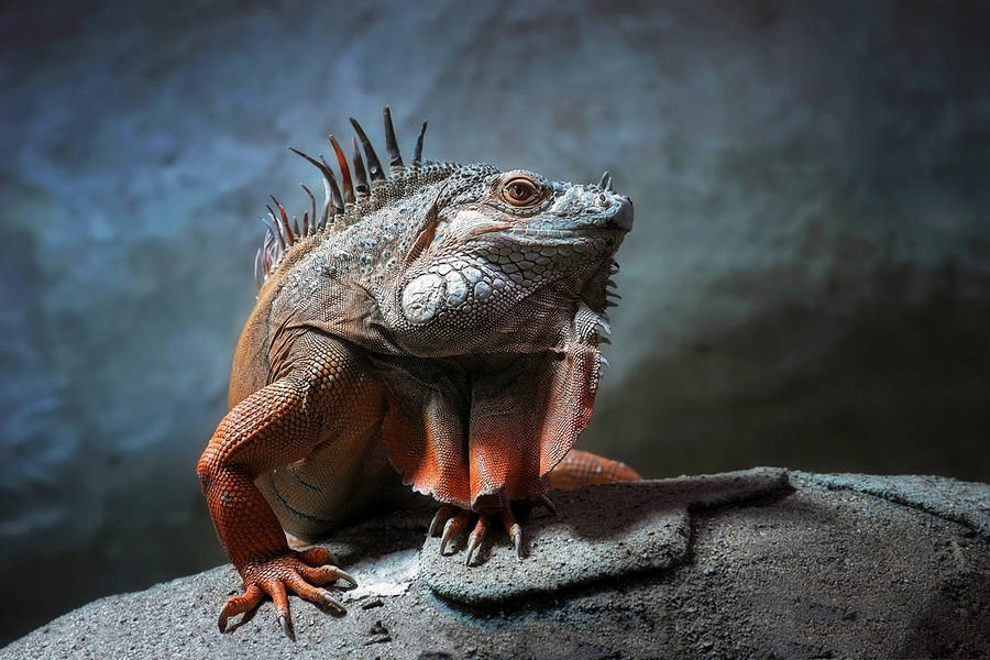 Green Iguana On Rock Wallpaper