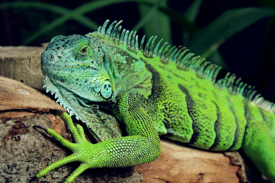 Green Iguana Restingon Log Wallpaper