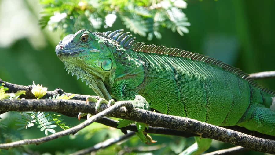 Green Iguana Sunbathing Wallpaper