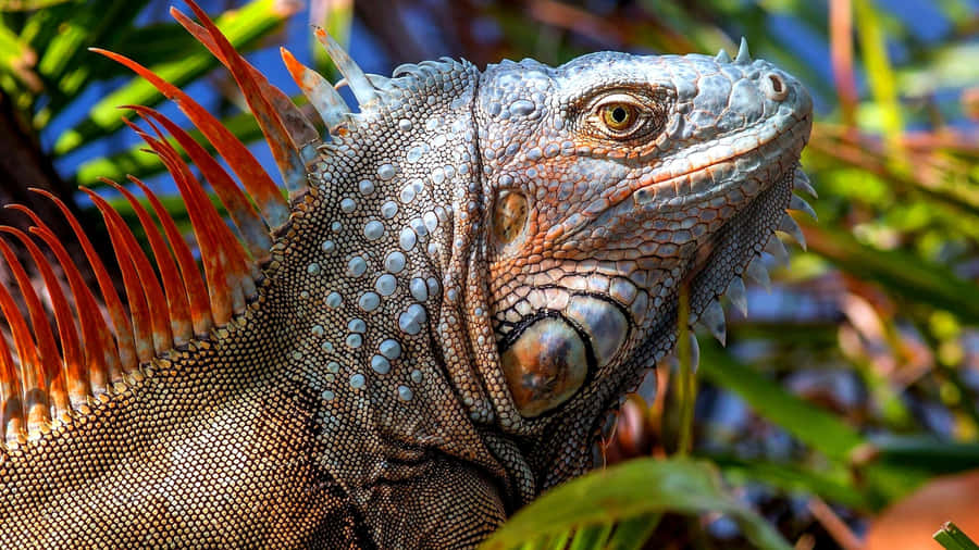 Green Iguana Sunbathing Wallpaper