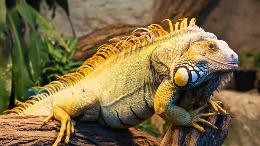 Green Iguana Sunbathing Wallpaper