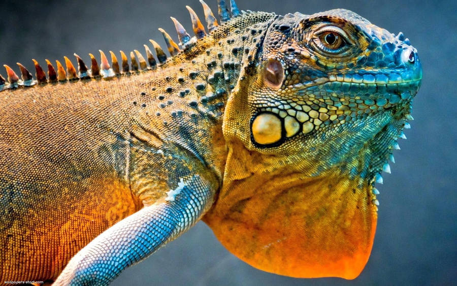 Green Iguana With Drooping Skin Wallpaper