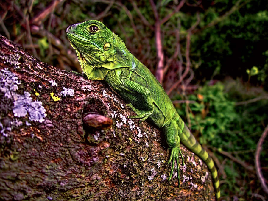 Green Iguanaon Tree Branch Wallpaper