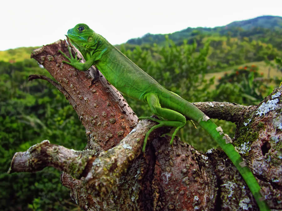 Green Iguanaon Tree Branch Wallpaper