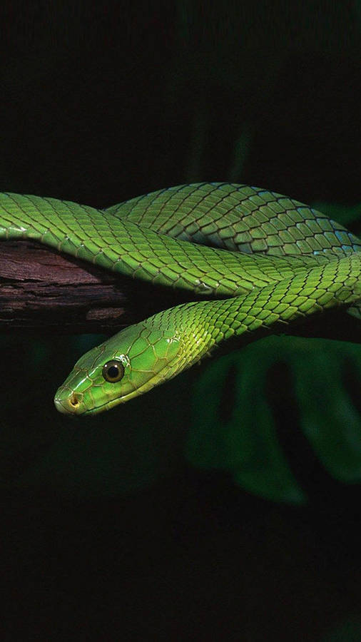 Green Mamba Africa Iphone Wallpaper