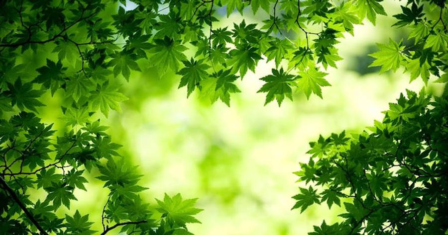 Green Maple In Full Desktop Screen Hd Wallpaper