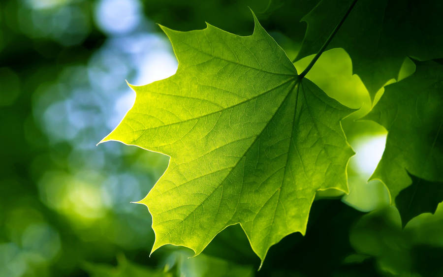 Green Maple Leaf Wallpaper
