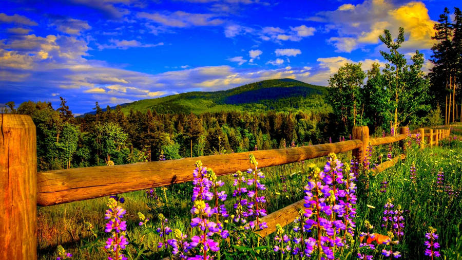 Green Meadow Outlook With Flowers Mountain Wallpaper