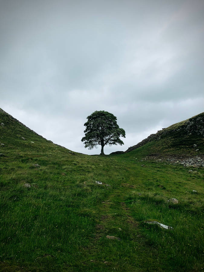 Green Minimalist Landscape Wallpaper