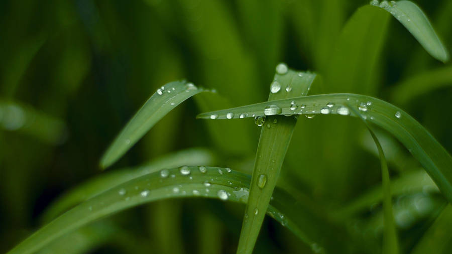 Green Nature Grass Close-up Wallpaper