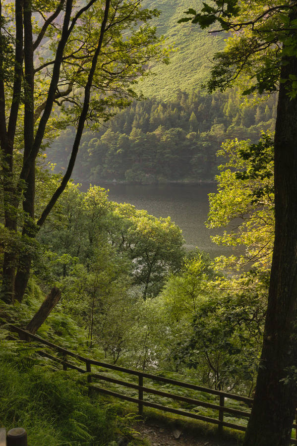 Green Nature Lakefront Wallpaper