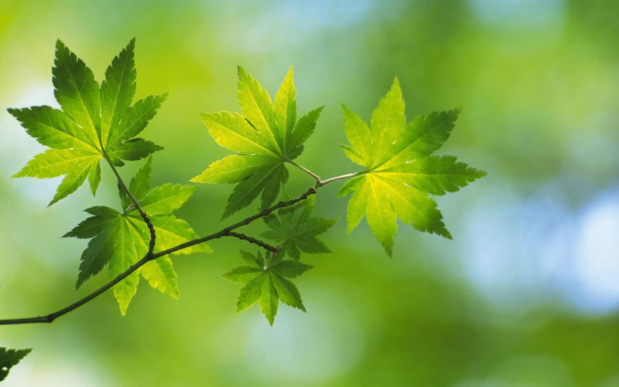 Green Nature Maple Leaf Wallpaper