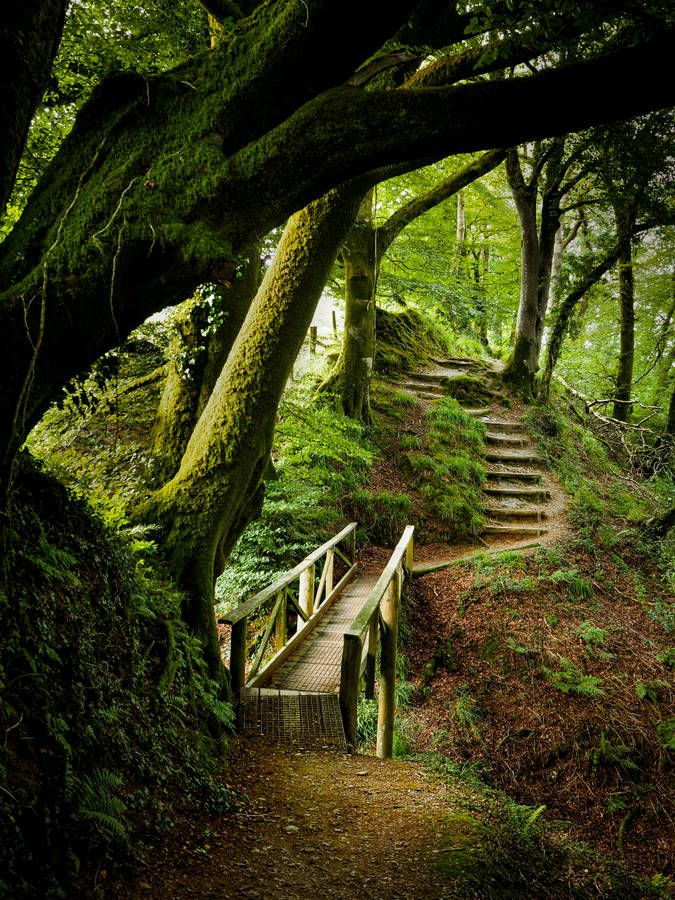 Green Nature Park Walkways Wallpaper