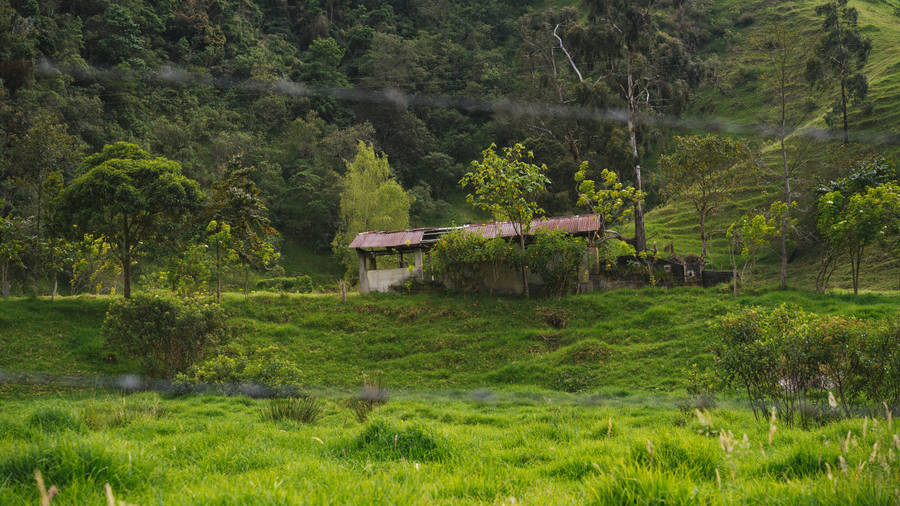 Green Nature Surrounding Abandoned House Wallpaper