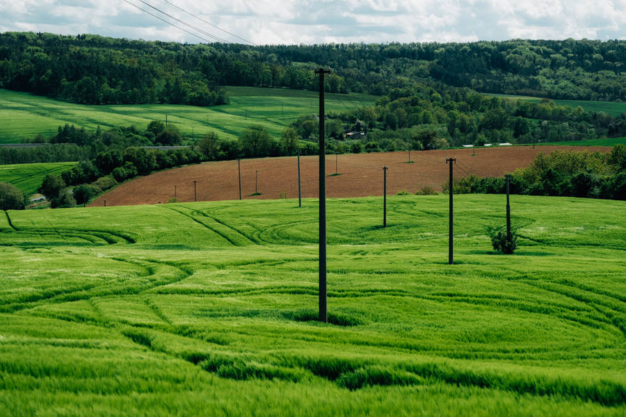 Green Nature With Power Lines Wallpaper