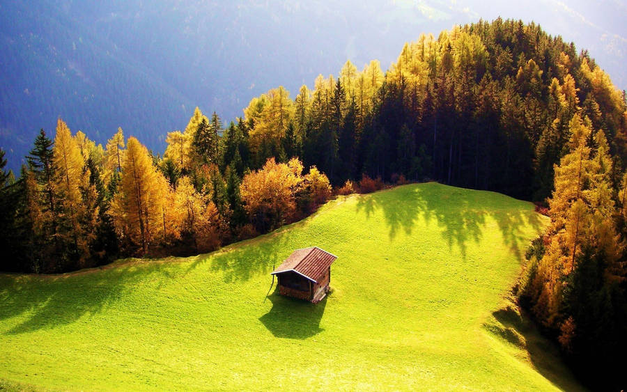 Green Open Field Morning Glory Wallpaper