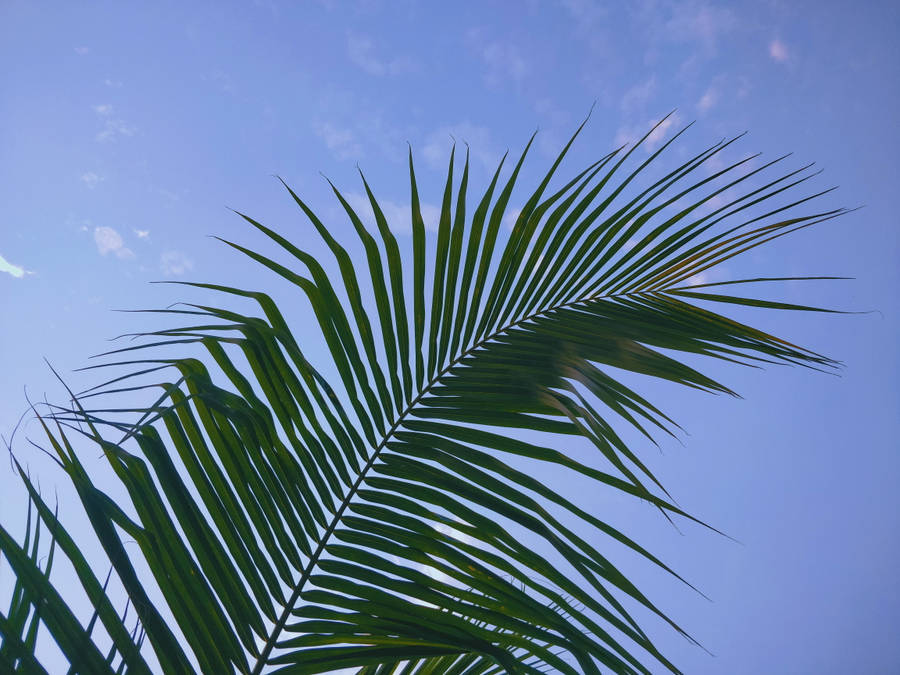 Green Palm Blue Sky Best Desktop Wallpaper