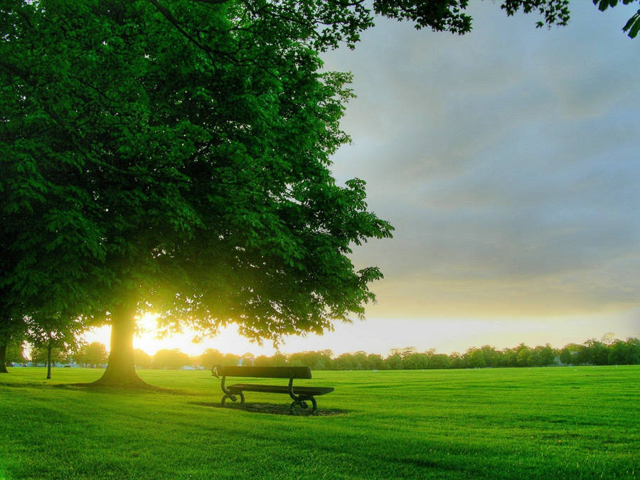 Green Park Scenery Wallpaper