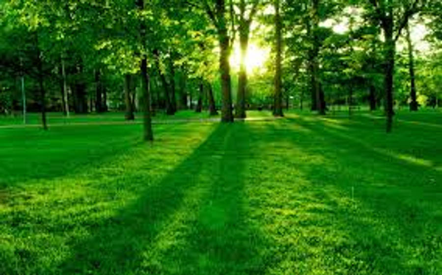 Green Park Sunrise Themes Wallpaper