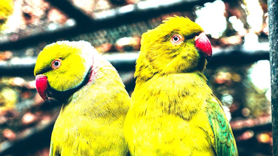 Green Parrot Pair Wallpaper