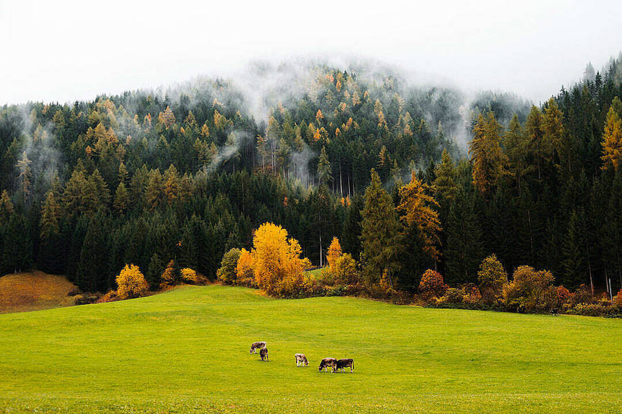 Green Pasture Nature Scenery Wallpaper