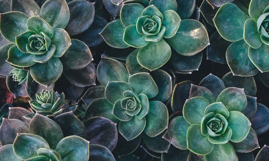 Green Plant Aesthetic Succulent Wallpaper