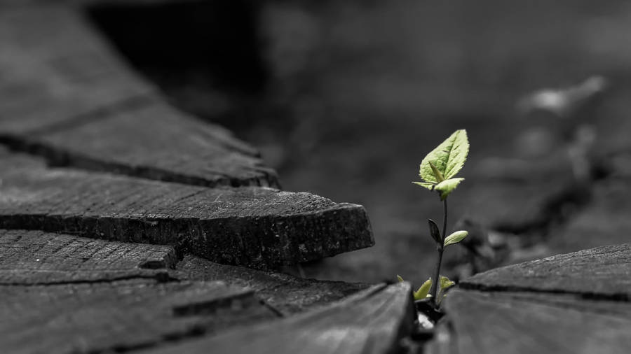 Green Plant Google Meet Virtual Background Wallpaper