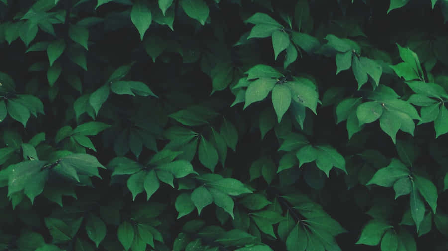 Green Plants Aesthetic Wallpaper