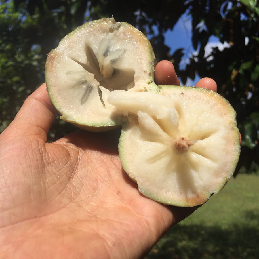 Green Star Apple Wallpaper