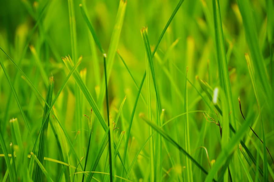 Green Summer Grass Wallpaper